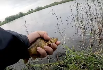 Какой карась лучше ловится весной: жёлтый (золотой) или серебряный?