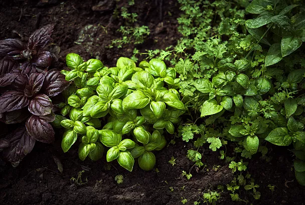 Топ культур для теневого огорода и советы по их выращиванию