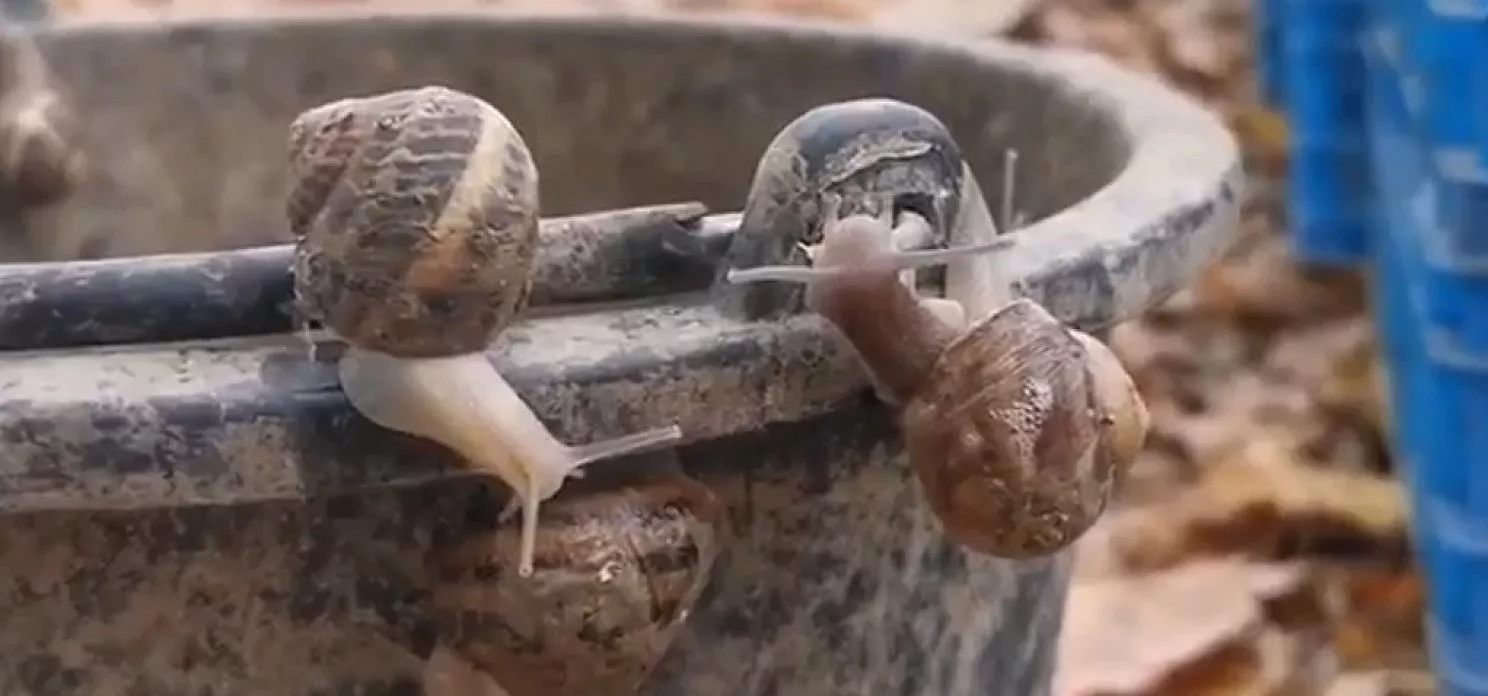 Полезный деликатес