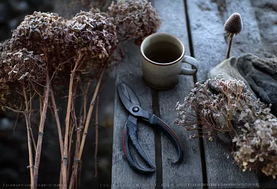 Не стриги эти  многолетники зимой — иначе весной останешься без цветов