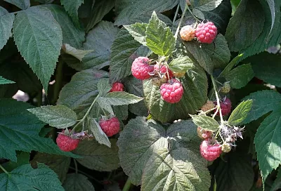 Малина без «разбегов»: метод «ямы-кормушки» на долгие годы