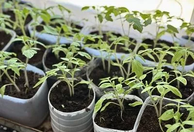 Секреты супер-рассады томатов: йод и молоко принесут урожай мечты