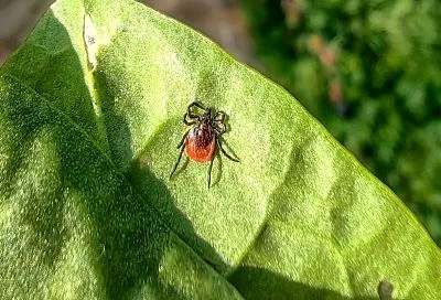 Клещи-гиганты появились на юге России. Чем они опасны