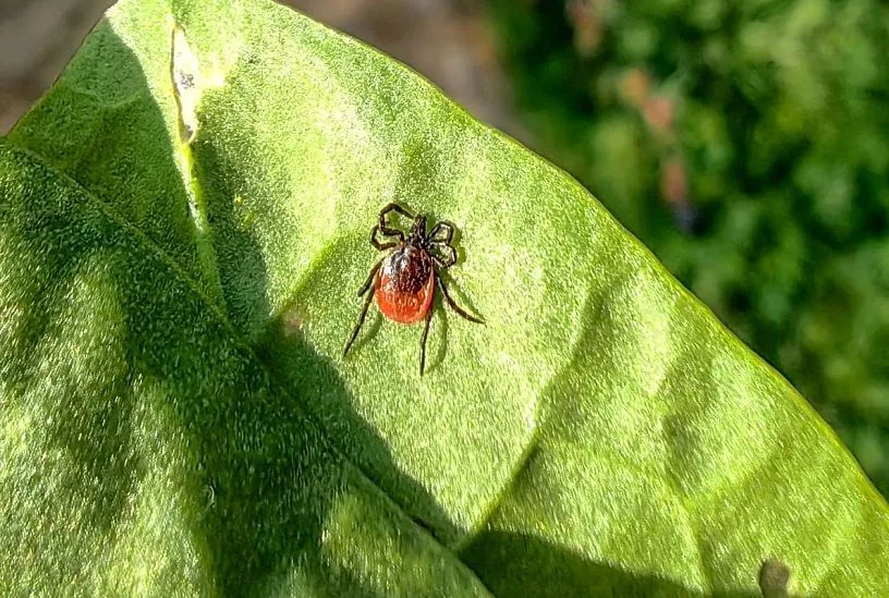 Клещи-гиганты появились на юге России. Чем они опасны