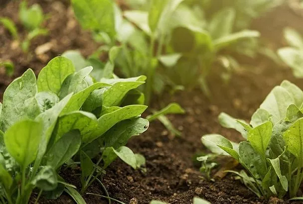 Сеем шпинат в августе на Кубани так — и свежие листья к октябрю без химии