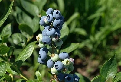 Народный или промышленный: какой способ подкисления почвы под голубикой выбрать