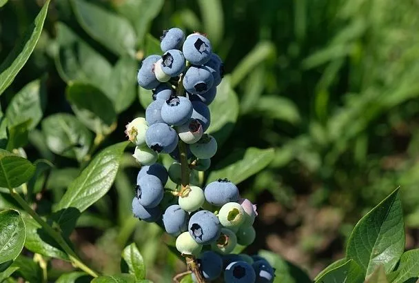 Народный или промышленный: какой способ подкисления почвы под голубикой выбрать