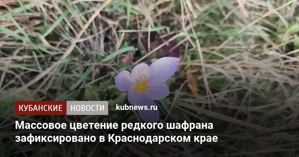 Массовое цветение редкого шафрана зафиксировано в Краснодарском крае