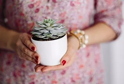 «Верблюд» в горшке: цветовод рассказала, как поливать суккуленты