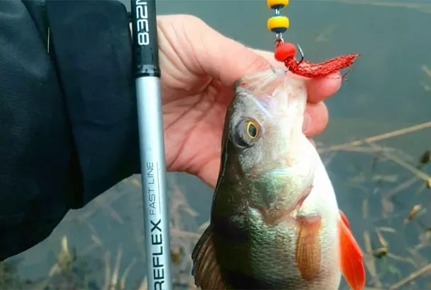 Ловля судака и окуня весной: почему приманка мандула бьёт все рекорды? Секреты от профи