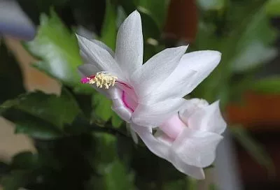 Октябрь — время для подкормки декабриста. Пять лучших средств для пышного цветения