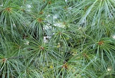 Мульчирование хвоей: плюсы и минусы, знание которых убережет от ошибок