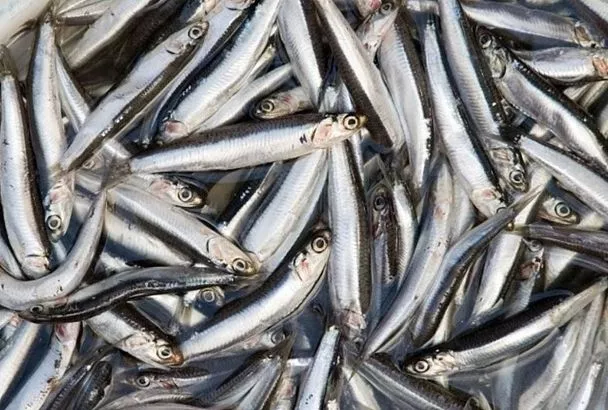 Росрыболовство: вылов хамсы, шпрота и тюльки в Черном и Азовском морях достиг 33,5 тыс. тонн в 2025 году