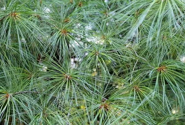 Мульчирование хвоей: плюсы и минусы, знание которых убережет от ошибок