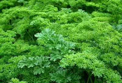 Нашатырь взбодрит: простой и дешевый способ получить пышную и сочную петрушку