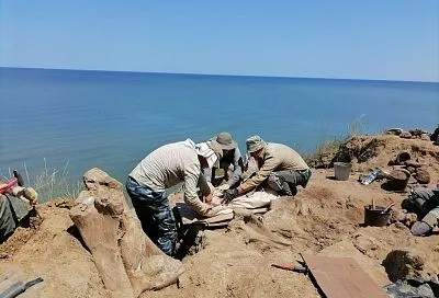 Раскопки останков древних слонов и носорогов продолжат палеонтологи на побережье Азовского моря в Краснодарском крае