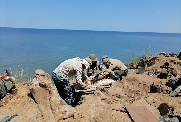 Раскопки останков древних слонов и носорогов продолжат палеонтологи на побережье Азовского моря в Краснодарском крае