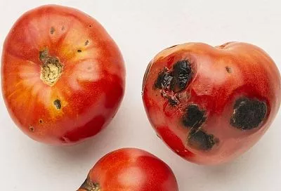 Почему помидоры гниют на кусту: 3 причины и как спасти урожай от болезней