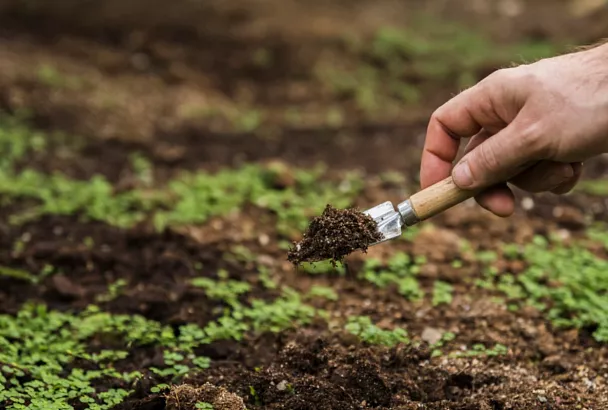 Краснодарский край вошёл в тройку лидеров по страхованию посевов в 2025 году