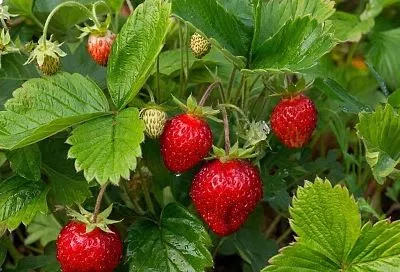 Подкормка клубники весной: лучшие рецепты от дачников. Мягкий слой вокруг куста — и ягода растет как на дрожжах