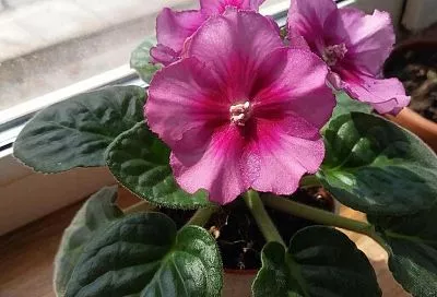 Мои красавцы цветут даже зимой — гости диву даются и не могут налюбоваться на  такое чудо: под Новый год в моем доме всегда весна