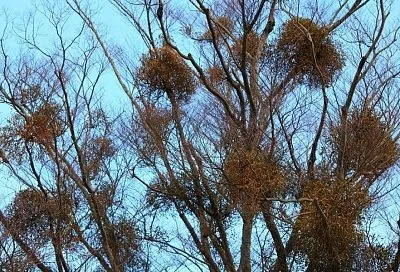 Удивительная омела: паразит, лекарство и символ счастья