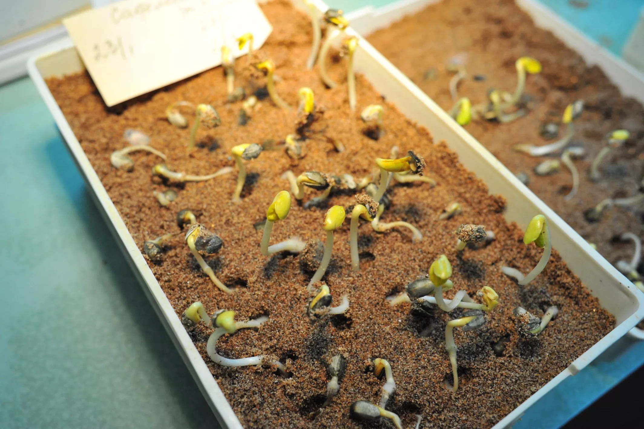 Проект кубанских ученых получил премию Правительства РФ в области науки и техники