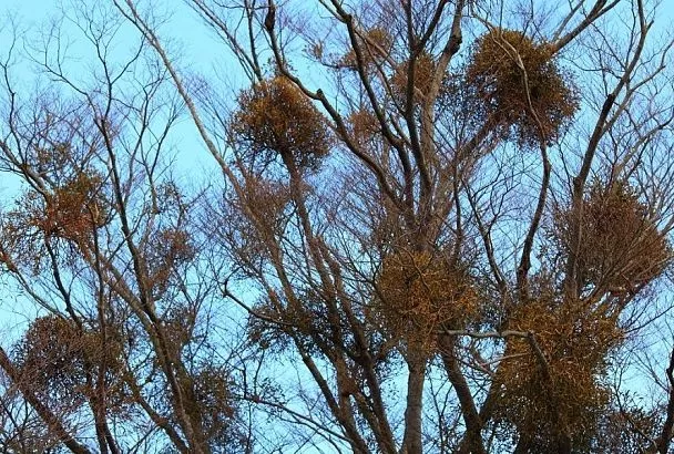 Удивительная омела: паразит, лекарство и символ счастья