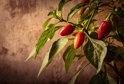 Банановая кожура помогает вырастить чили лучше, чем удобрения