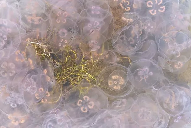 Эксперт рассказал, насколько опасны заполонившие Азовское и Черное моря медузы 