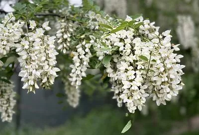 В Крыму появился новый сорт акации в честь «Крымской весны»