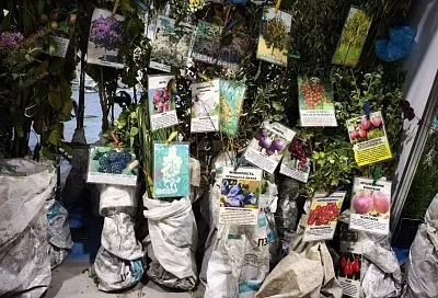 Какого размера должен быть правильный саженец плодового дерева: как нас обманывают продавцы на рынке 