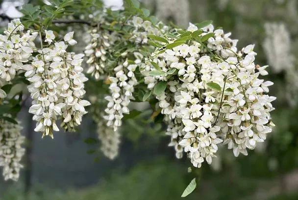 В Крыму появился новый сорт акации в честь «Крымской весны»