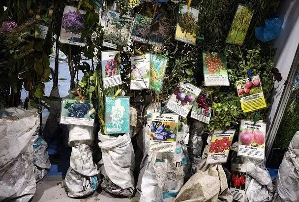 Какого размера должен быть правильный саженец плодового дерева: как нас обманывают продавцы на рынке 