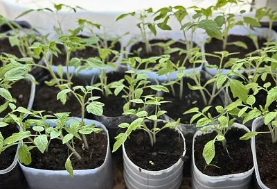 График подкормок томатной рассады: как вырастить крепкие кусты для урожая в 2 раза больше