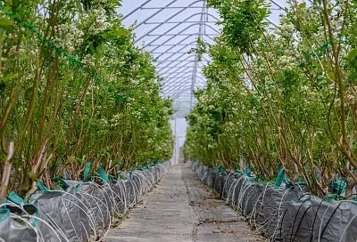 Голубика в сумках и консервированные деликатесы: как краснодарские аграрии развивают свои производства