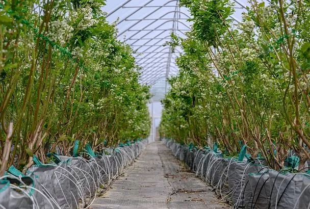 Голубика в сумках и консервированные деликатесы: как краснодарские аграрии развивают свои производства