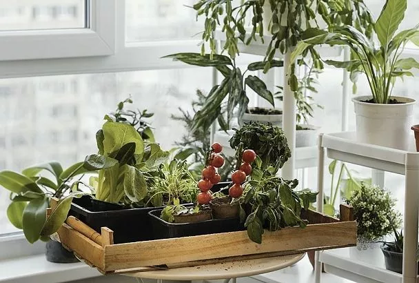 Нереальный урожай на подоконнике: выращиваем перцы, помидоры и цветущие орхидеи вместе с экспертом