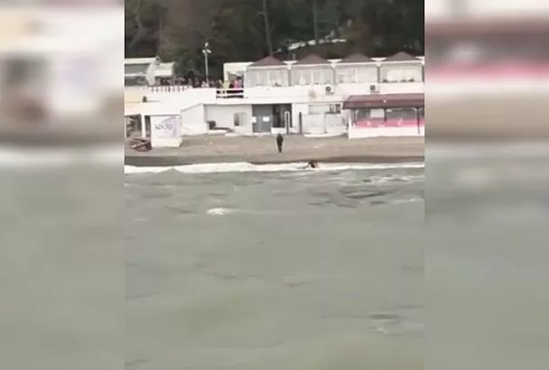 Спасатели обнаружили пропавшего виндсерфера в Сочи