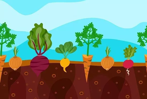 Уплотнение с научным обоснованием: как вырастить 4 урожая на 1 грядке