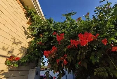 Оранжевые граммофоны с характером: стоит ли сажать лиану кампсис и как избежать проблем