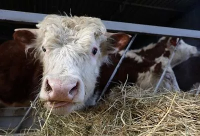 Благодаря системной поддержке животноводства за 10 лет на Кубани нарастили производство мяса почти на 20 процентов