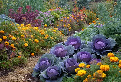 Красивый огород осенью: капуста, сидераты и мульча