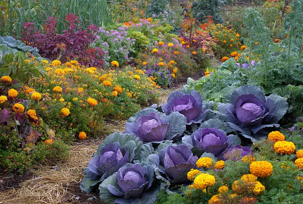 Красивый огород осенью: капуста, сидераты и мульча