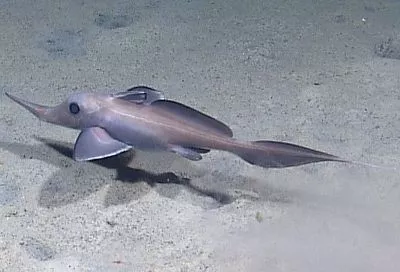 Акула-призрак: что еще за рыбина и почему за ней не боятся охотиться шеф-повара