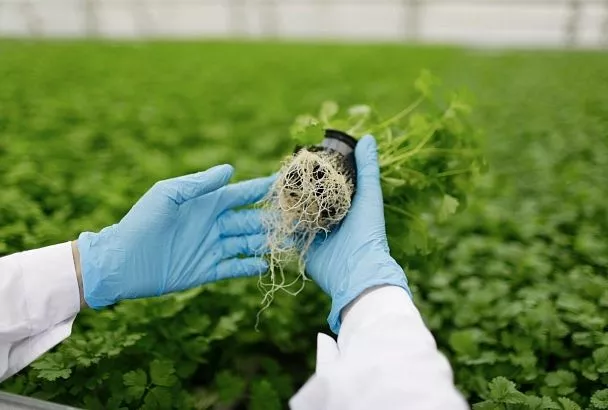 Продукты, содержащие ГМО: все плюсы и минусы