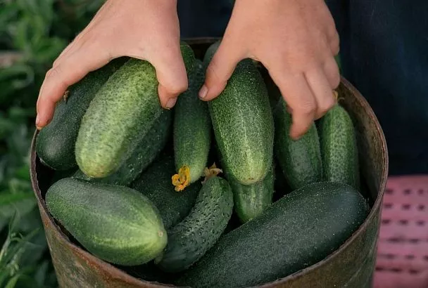 Готовим теплую грядку для огурцов в конце марта – урожай собираем уже с 1 мая ведрами