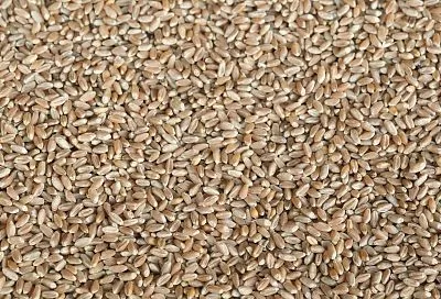 Аграрное предприятие в Армавире ускорит процесс выгрузки зерна