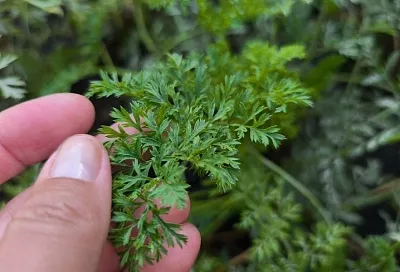 Не отходы, а ценный ресурс: какую пользу в огороде может принести после сбора урожая морковная ботва 
