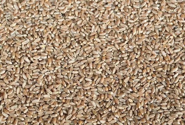 Аграрное предприятие в Армавире ускорит процесс выгрузки зерна